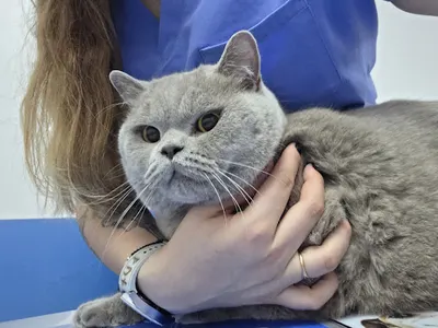 Radvet Przychodnia Weterynaryjna | Weterynarz Radom